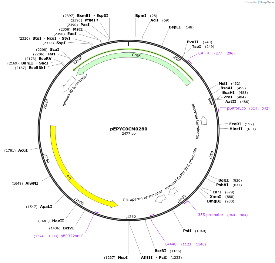154486-plasmid-map-sequence-id-299295