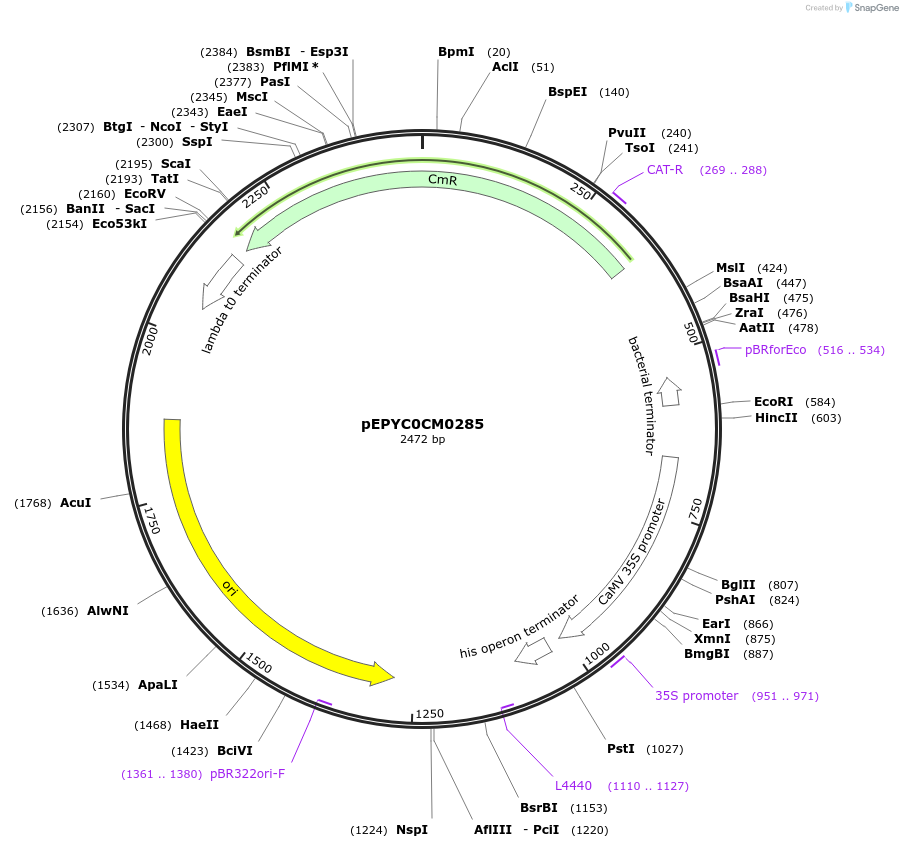 154487-plasmid-map-sequence-id-299296