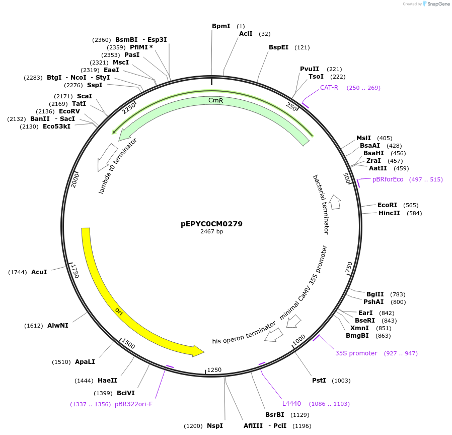 154488-plasmid-map-sequence-id-299297