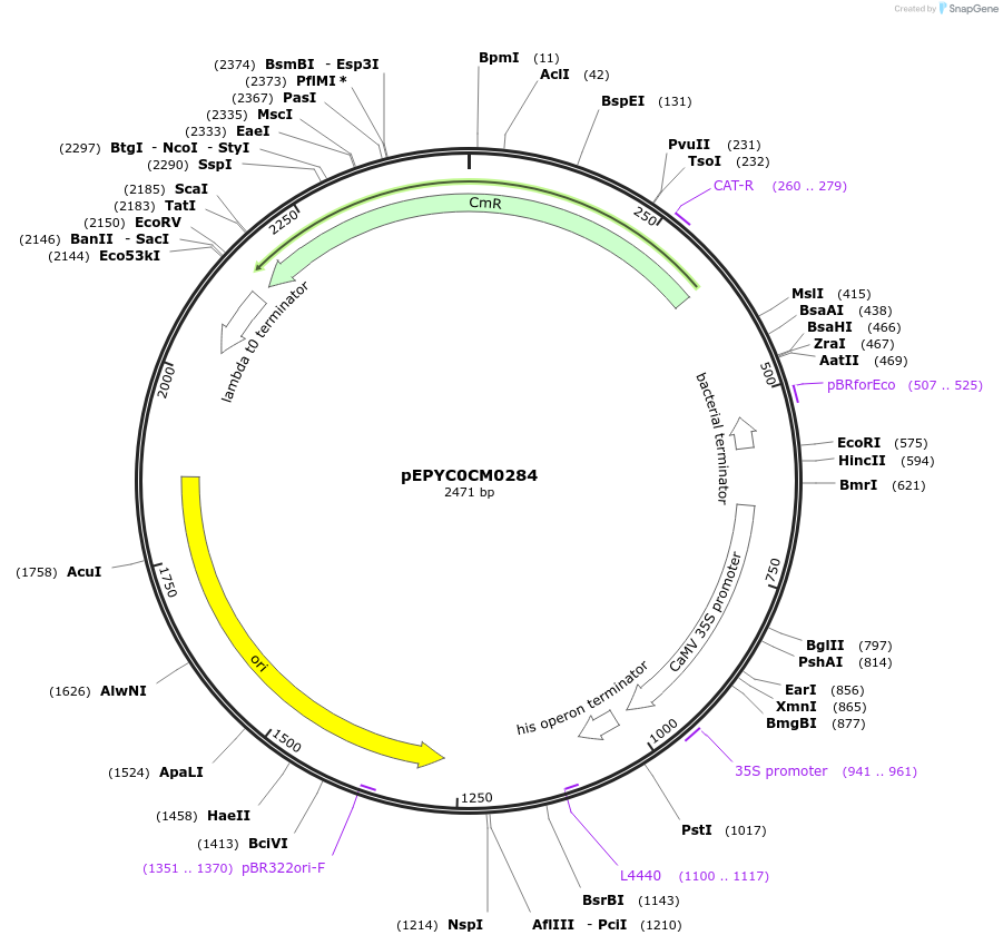 154493-plasmid-map-sequence-id-299302