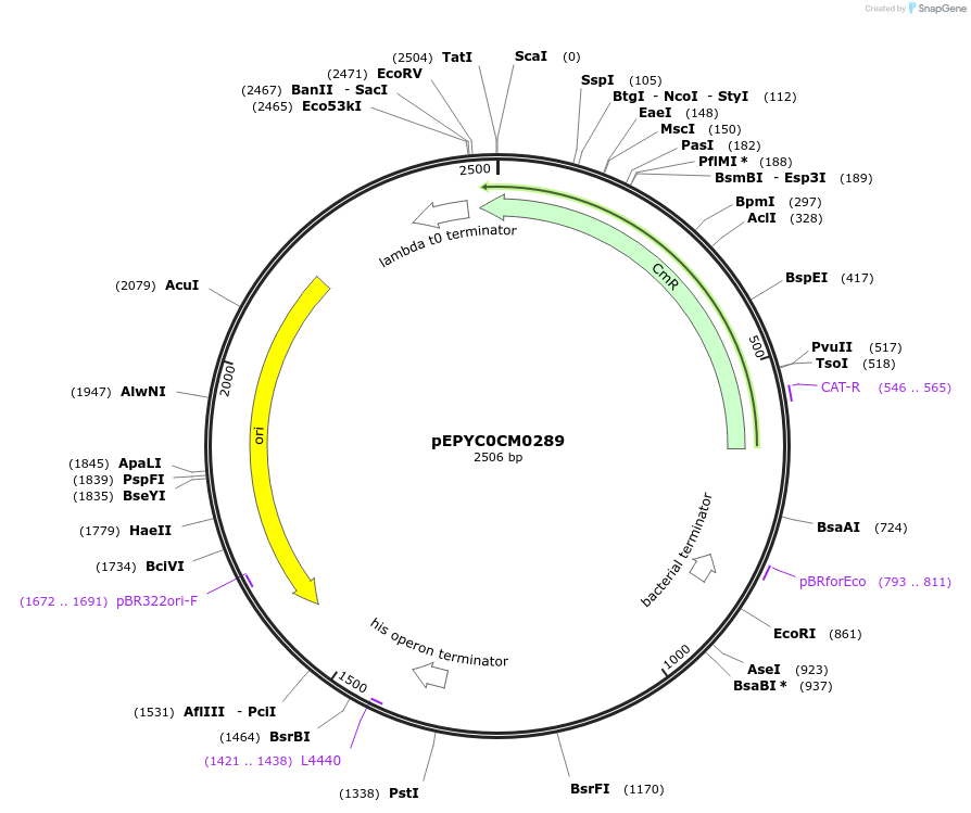 154497-plasmid-map-sequence-id-299306