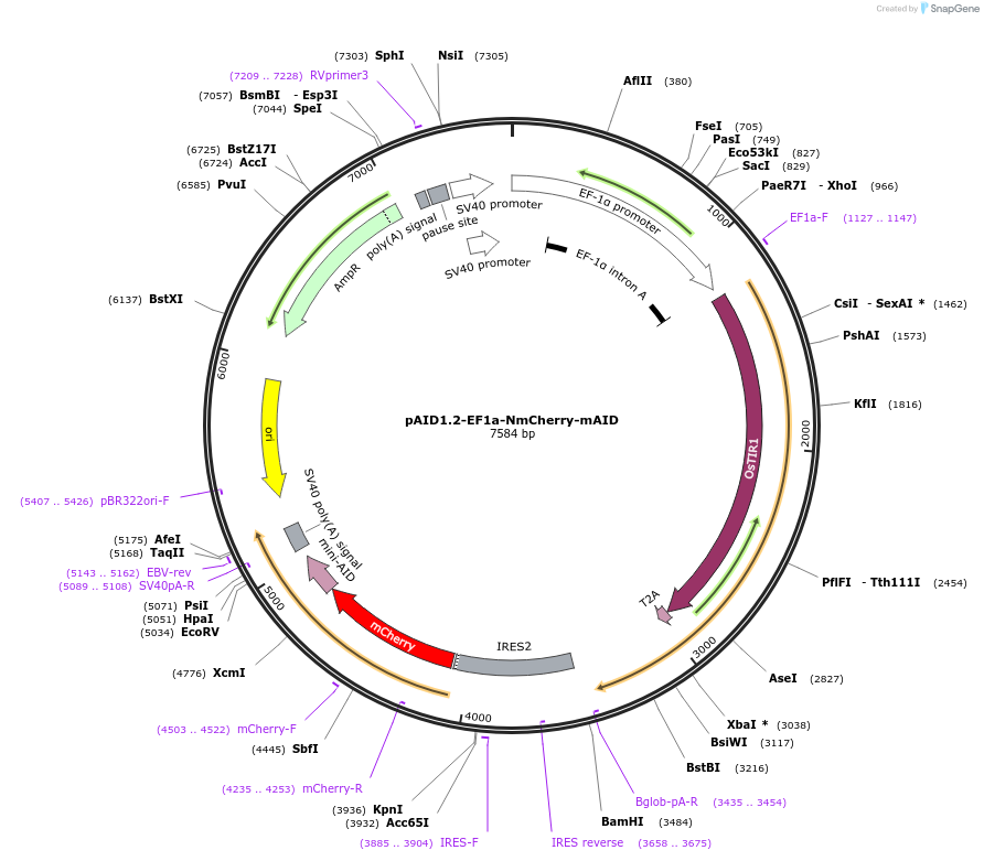 140603-plasmid-map-sequence-id-299317