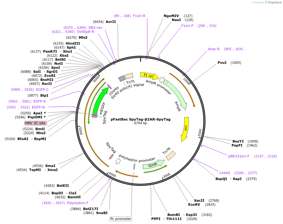 135620-plasmid-map-sequence-id-299324