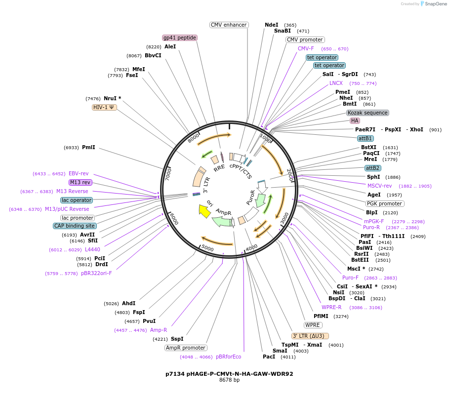 100161-plasmid-map-sequence-id-299326