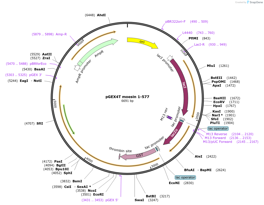 11637-plasmid-map-sequence-id-299334