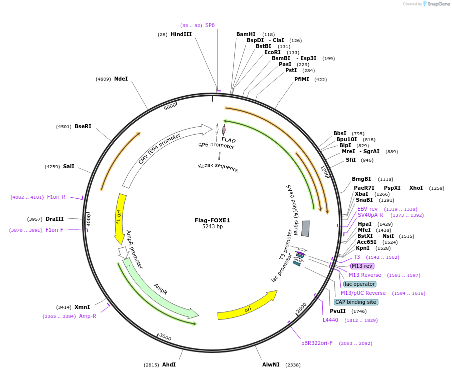 153120-plasmid-map-sequence-id-299335