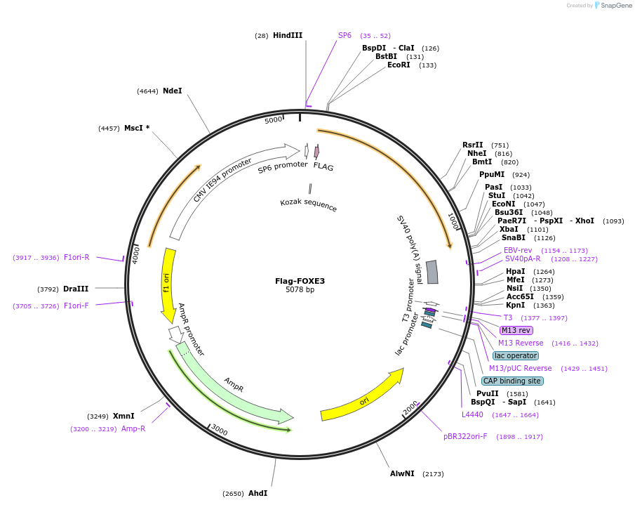 153121-plasmid-map-sequence-id-299342
