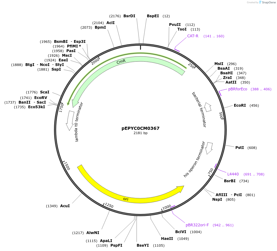 154505-plasmid-map-sequence-id-299376