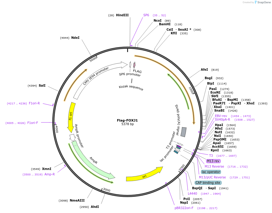 153129-plasmid-map-sequence-id-299377