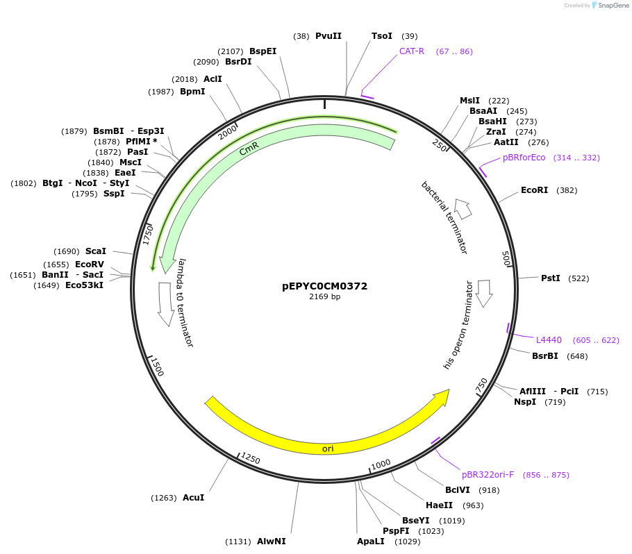 154510-plasmid-map-sequence-id-299382