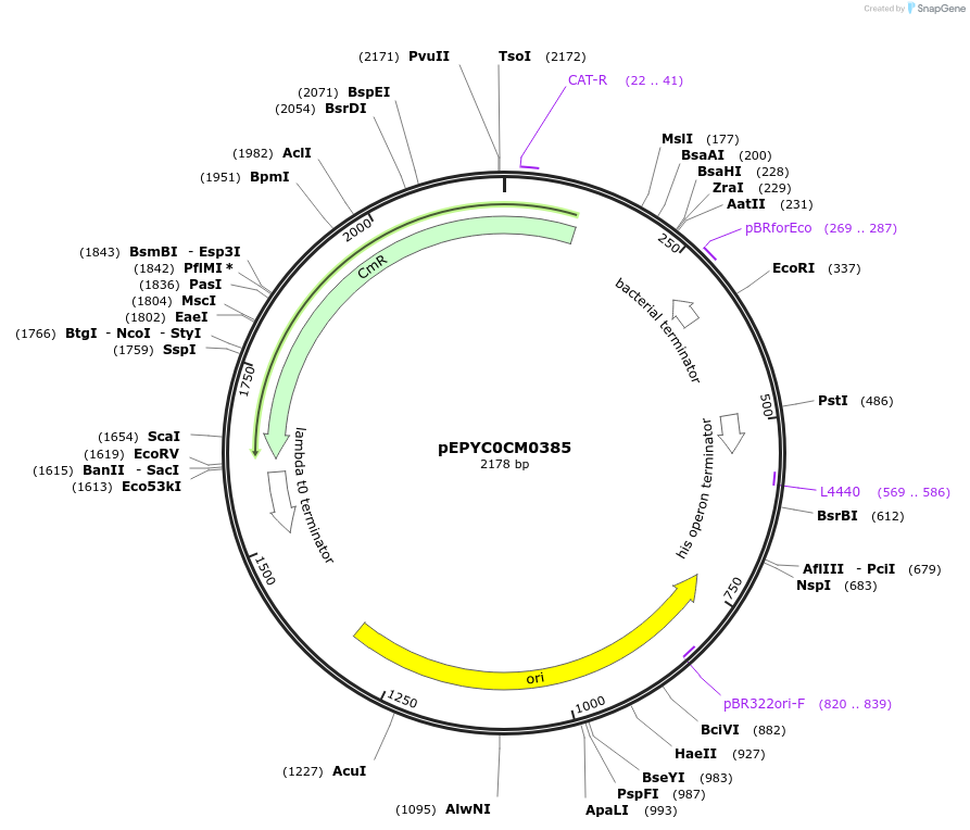 154513-plasmid-map-sequence-id-299385
