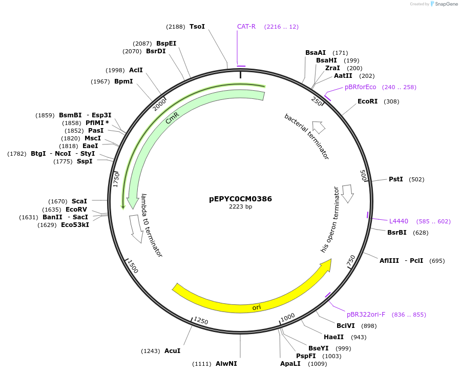 154514-plasmid-map-sequence-id-299386