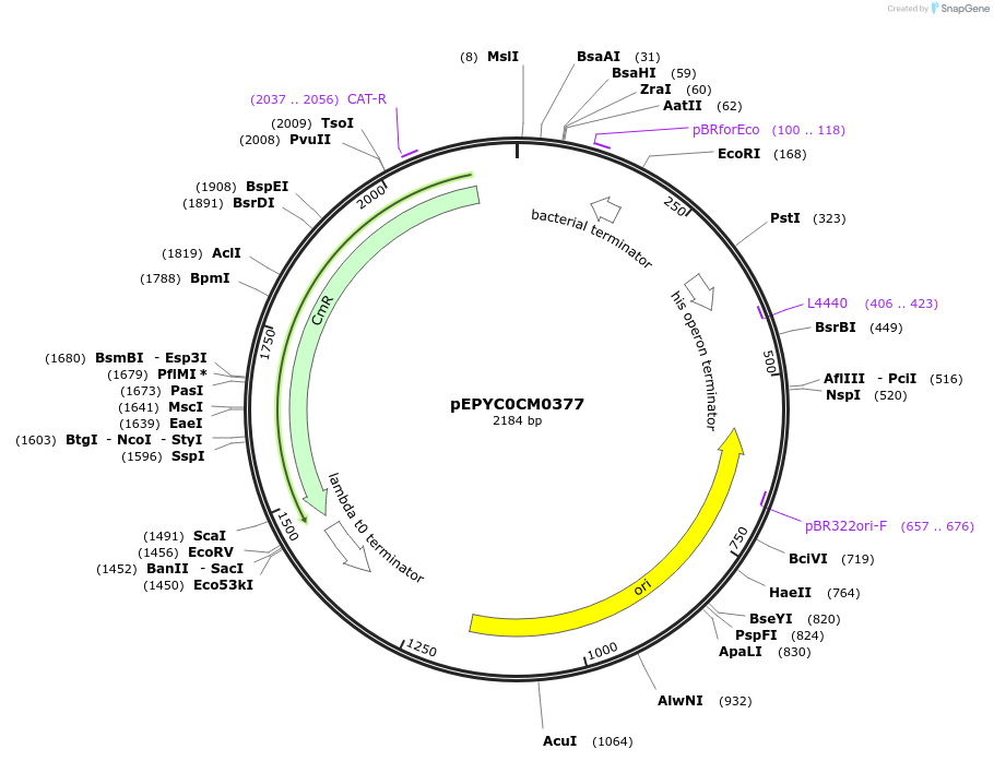 154521-plasmid-map-sequence-id-299393
