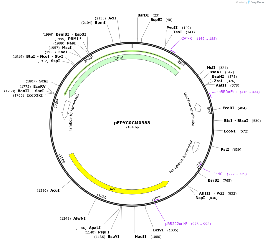 154523-plasmid-map-sequence-id-299395