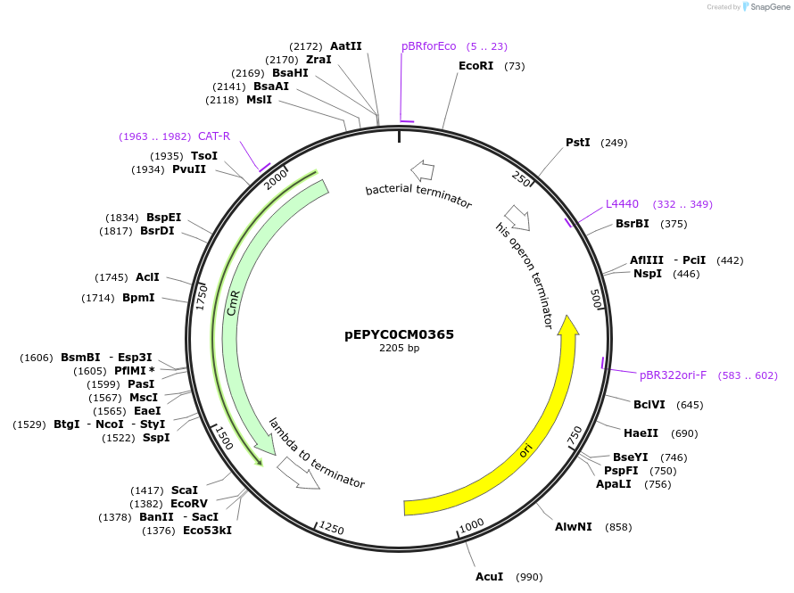 154526-plasmid-map-sequence-id-299397