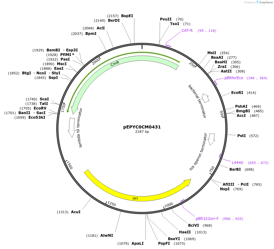 154527-plasmid-map-sequence-id-299398