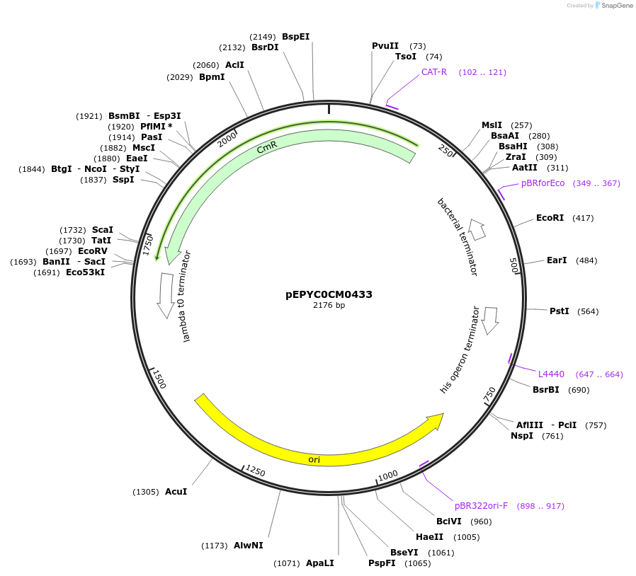 154529-plasmid-map-sequence-id-299400