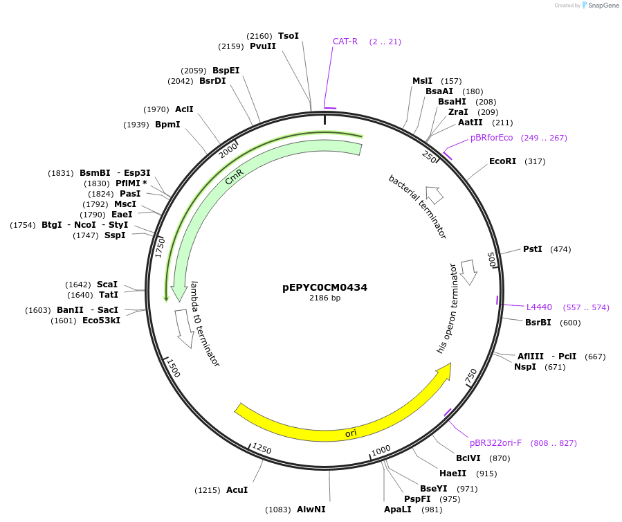 154532-plasmid-map-sequence-id-299403