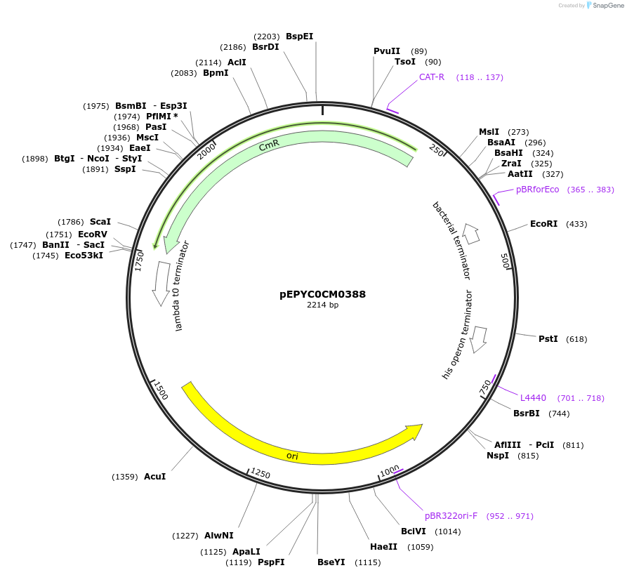 154533-plasmid-map-sequence-id-299404