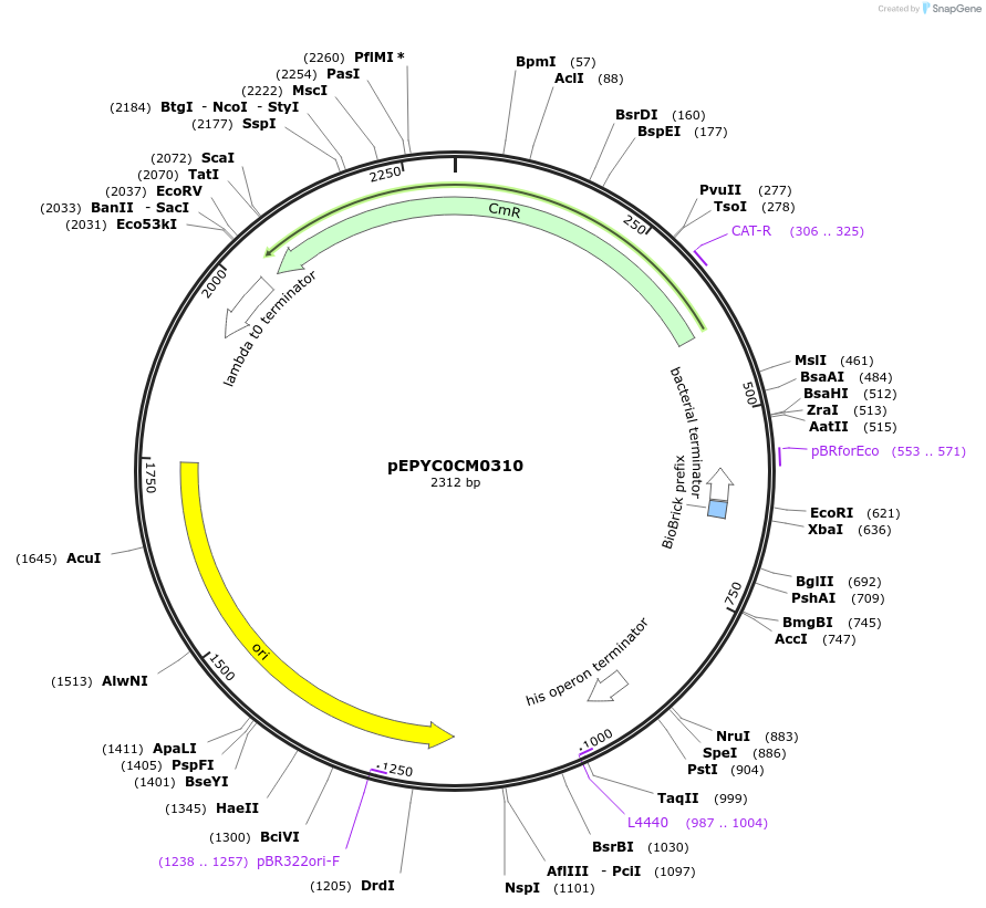 154536-plasmid-map-sequence-id-299408