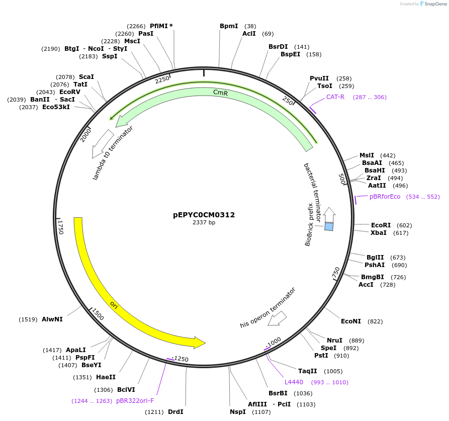154537-plasmid-map-sequence-id-299409