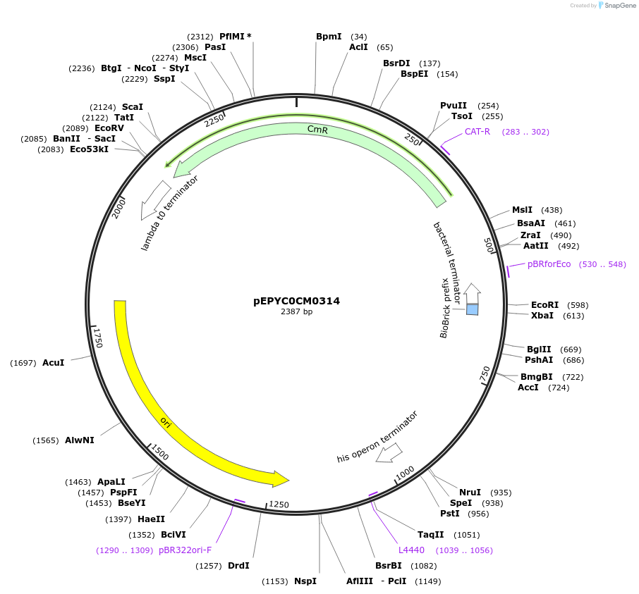 154539-plasmid-map-sequence-id-299411