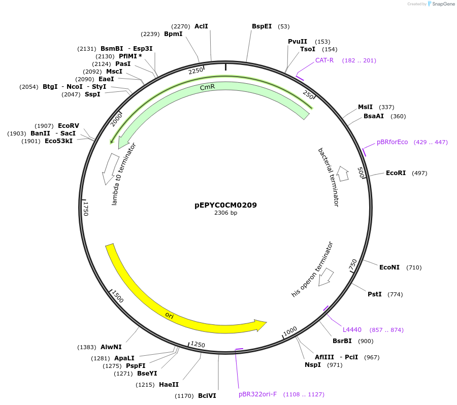 154541-plasmid-map-sequence-id-299413