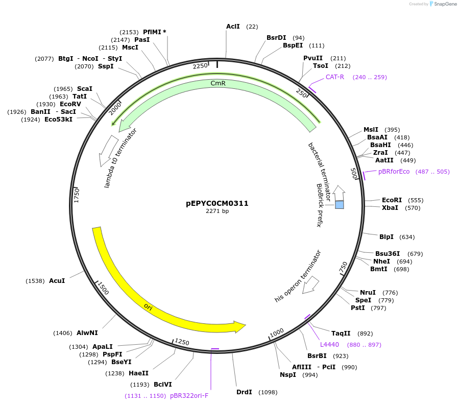 154544-plasmid-map-sequence-id-299416