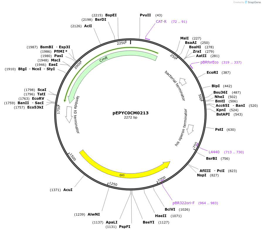 154546-plasmid-map-sequence-id-299418
