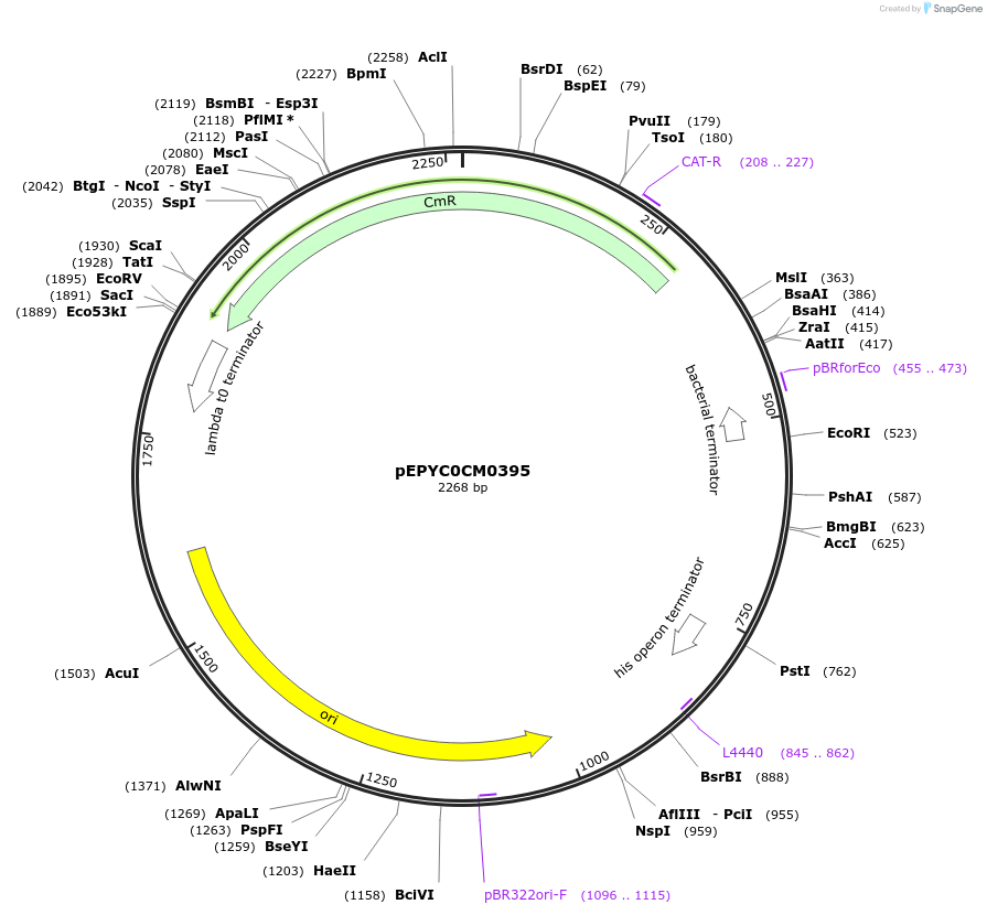 154548-plasmid-map-sequence-id-299420