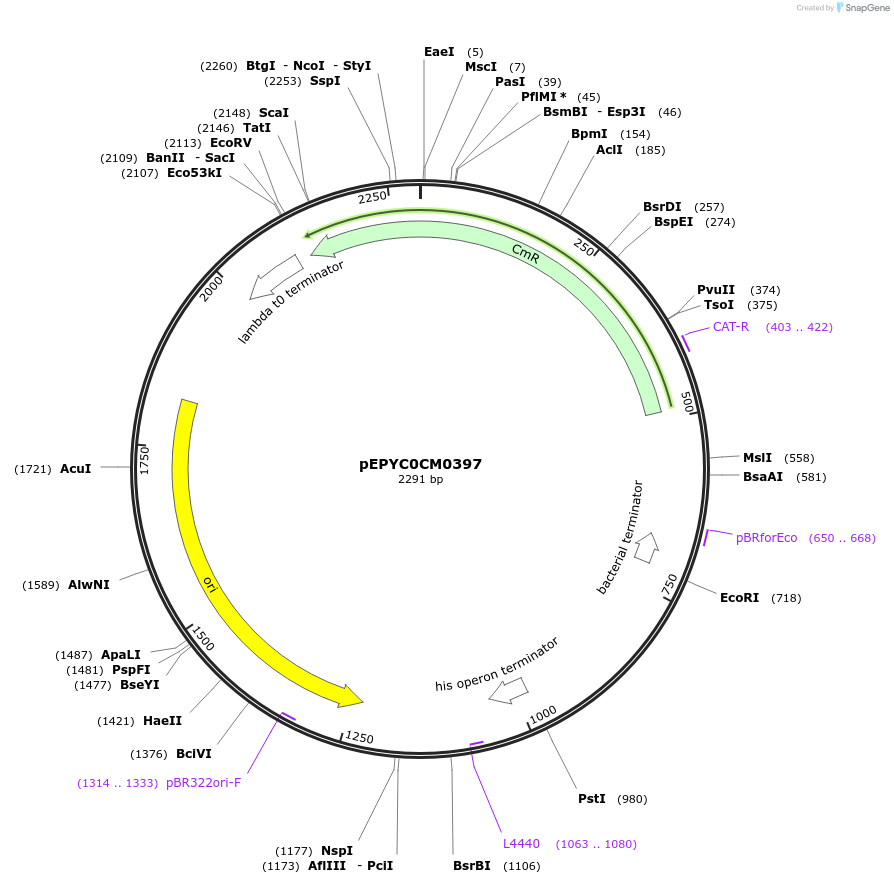 154552-plasmid-map-sequence-id-299424