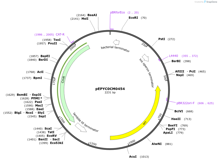 154555-plasmid-map-sequence-id-299429