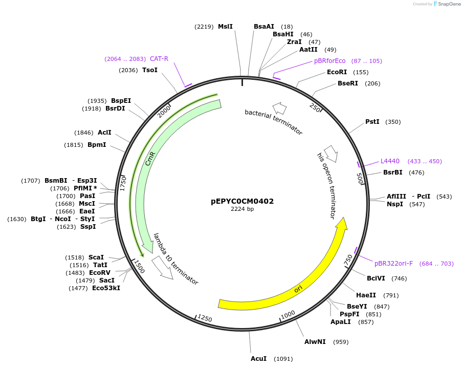 154557-plasmid-map-sequence-id-299431