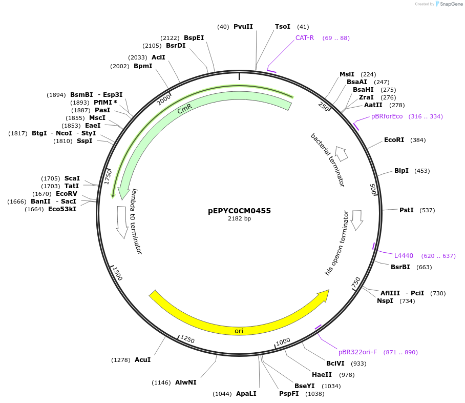 154558-plasmid-map-sequence-id-299432