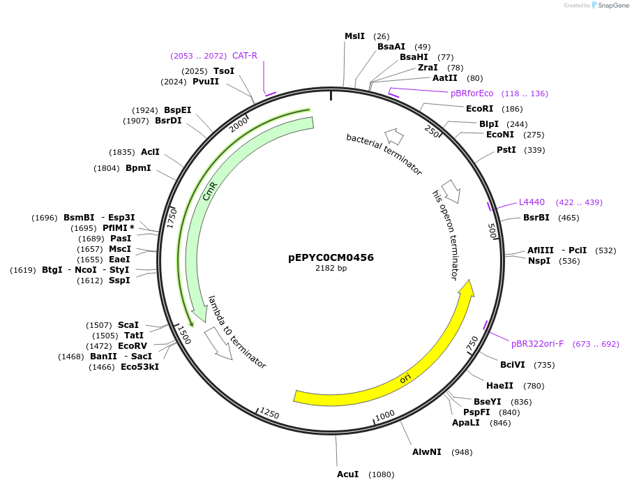 154559-plasmid-map-sequence-id-299433