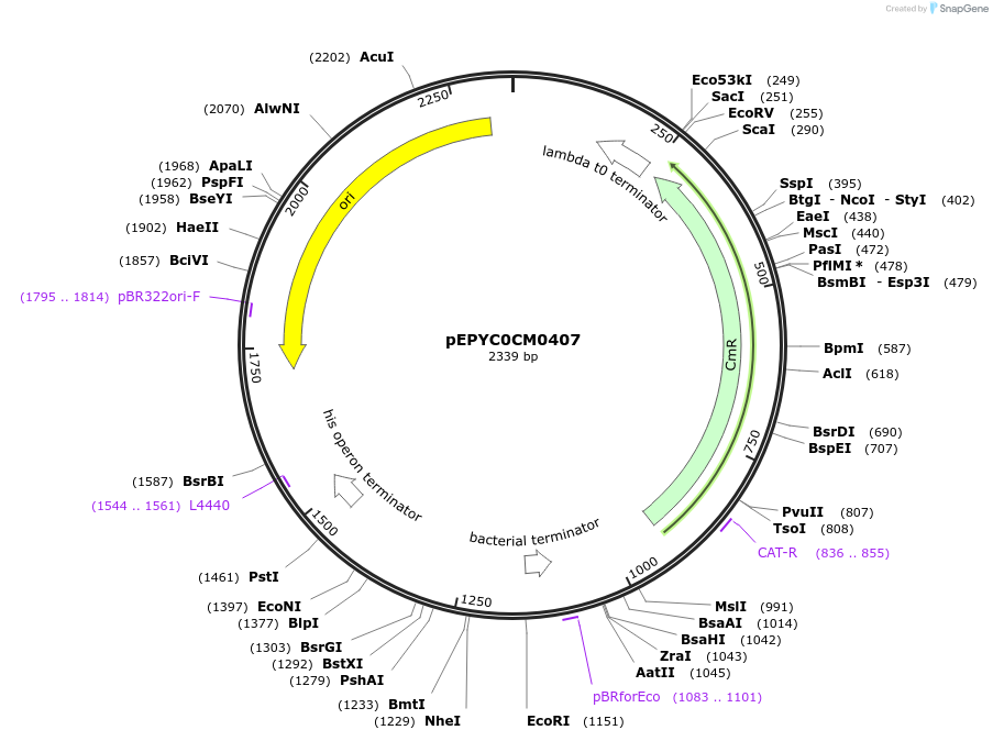154564-plasmid-map-sequence-id-299438
