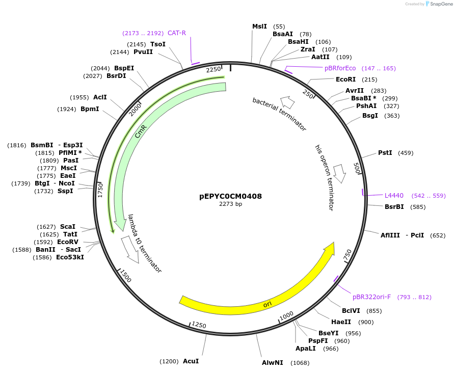 154565-plasmid-map-sequence-id-299439