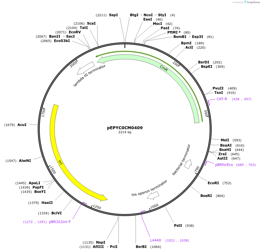 154566-plasmid-map-sequence-id-299440