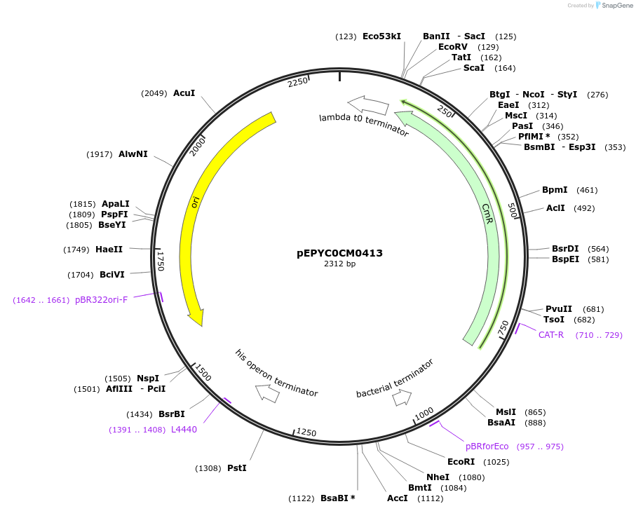 154570-plasmid-map-sequence-id-299444