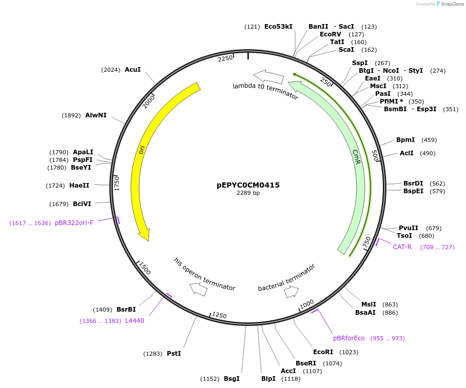 154572-plasmid-map-sequence-id-299446