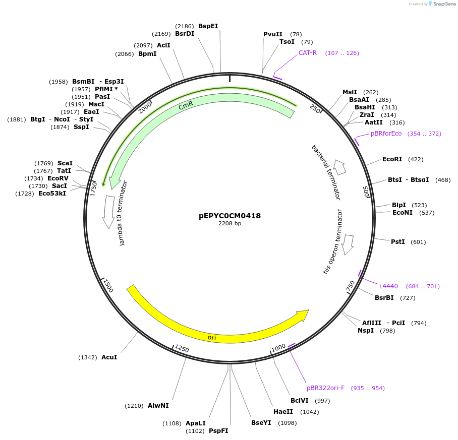 154575-plasmid-map-sequence-id-299449