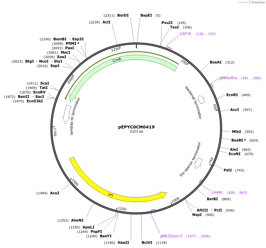 154576-plasmid-map-sequence-id-299450