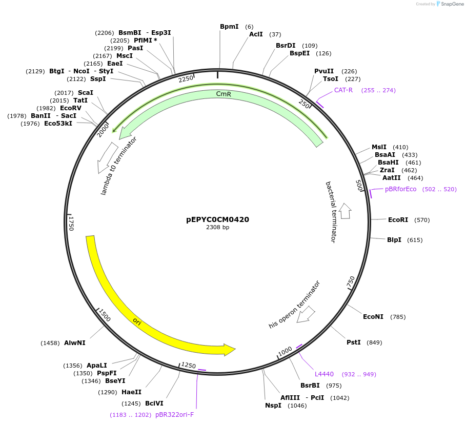 154577-plasmid-map-sequence-id-299451