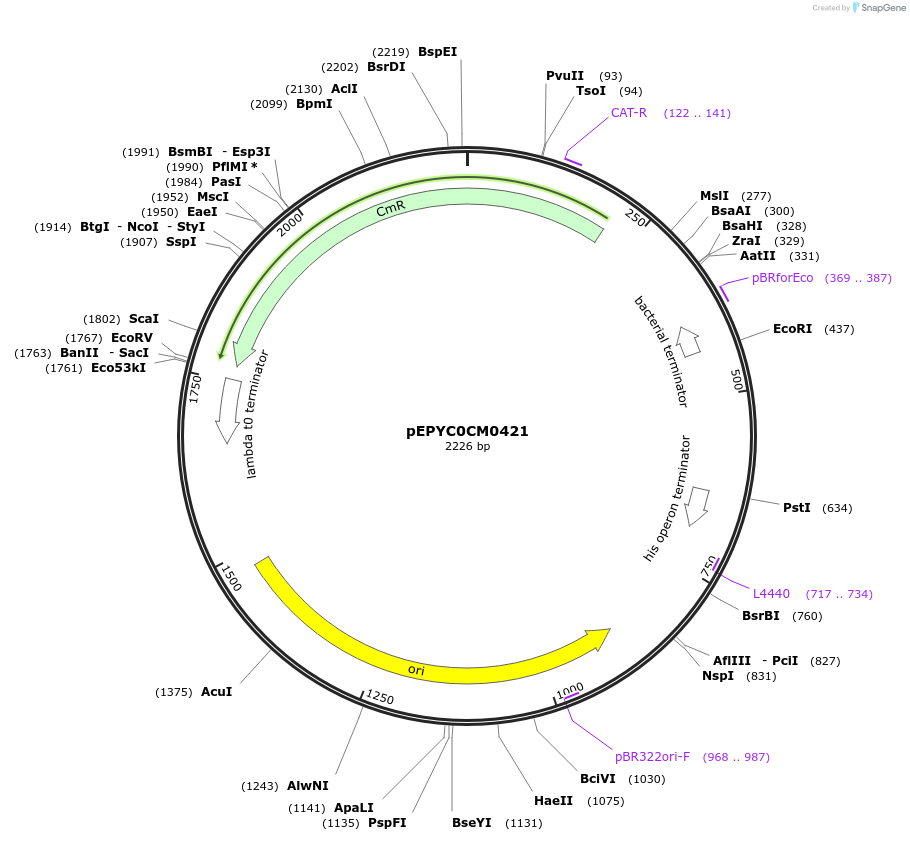 154578-plasmid-map-sequence-id-299452