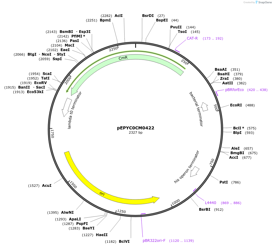 154579-plasmid-map-sequence-id-299453