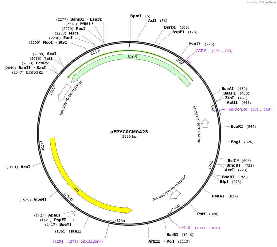 154580-plasmid-map-sequence-id-299454