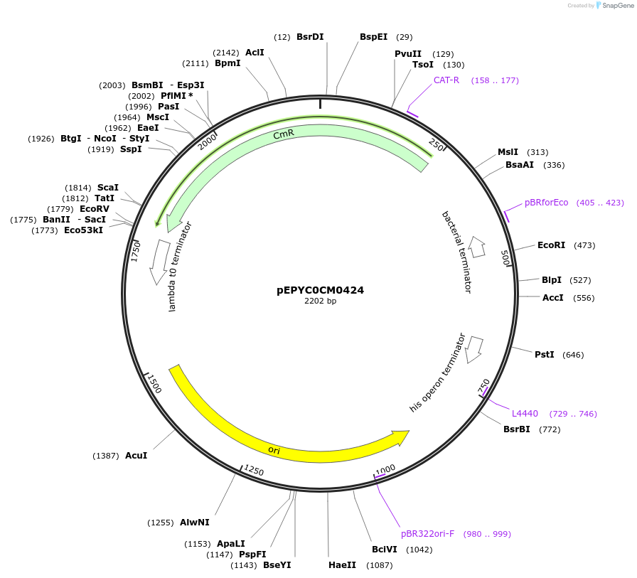 154581-plasmid-map-sequence-id-299455
