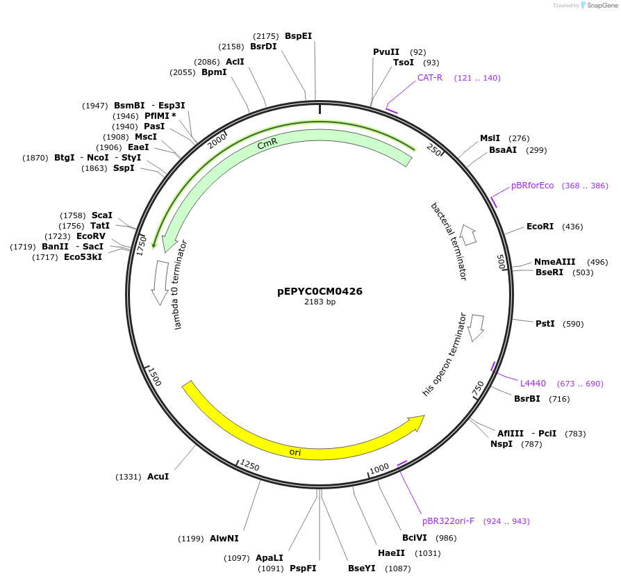 154583-plasmid-map-sequence-id-299457