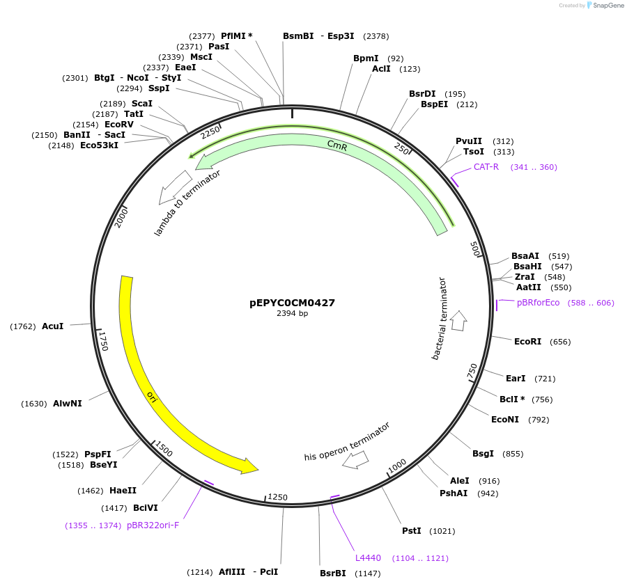 154584-plasmid-map-sequence-id-299458