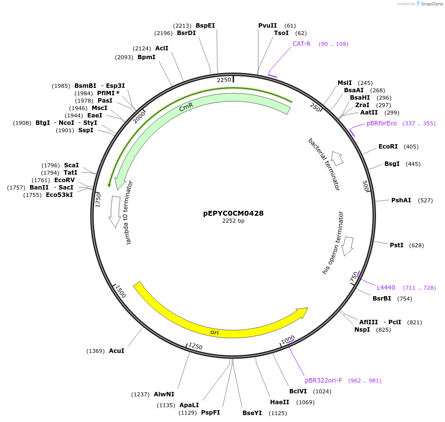 154585-plasmid-map-sequence-id-299459